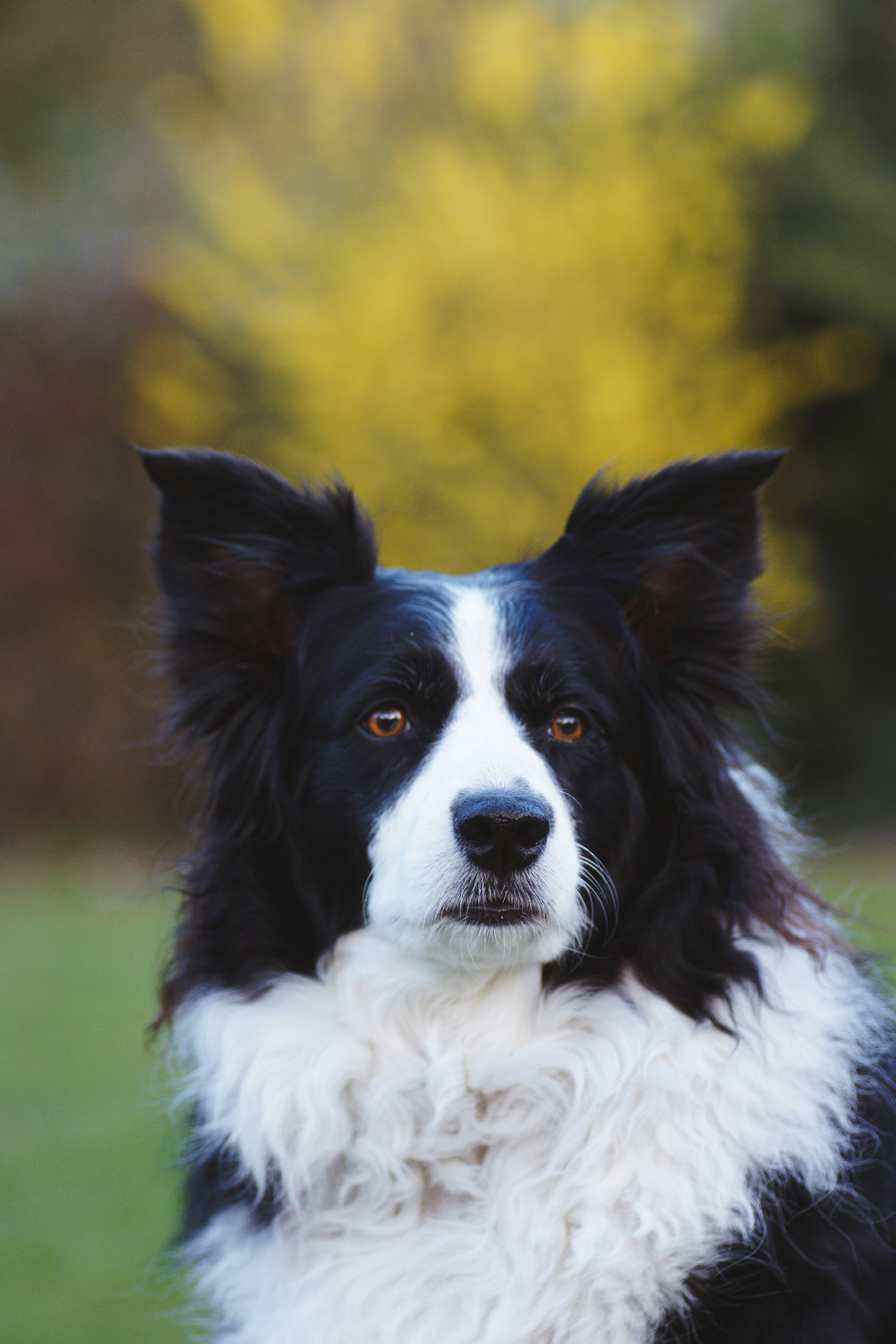 Portrait d'un Border Collie noir et blanc